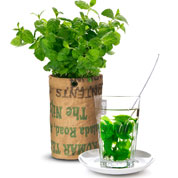 Kit de Cultura Plantas para Ch - Menta